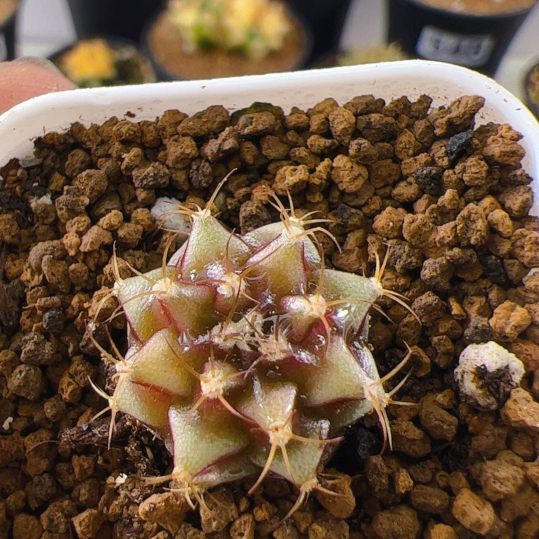 大部分开放少量花苞955