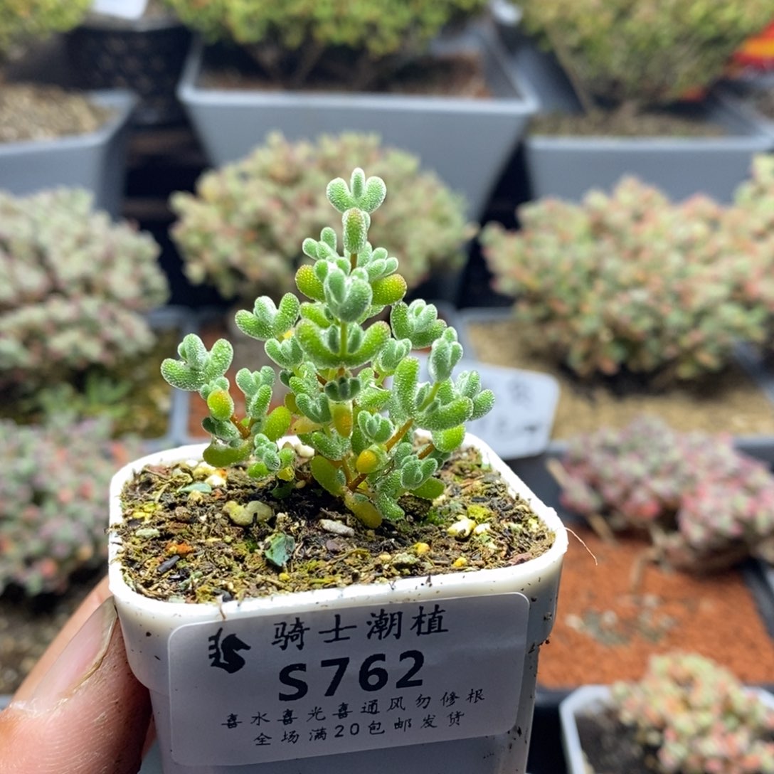 762实生莱斯枝干