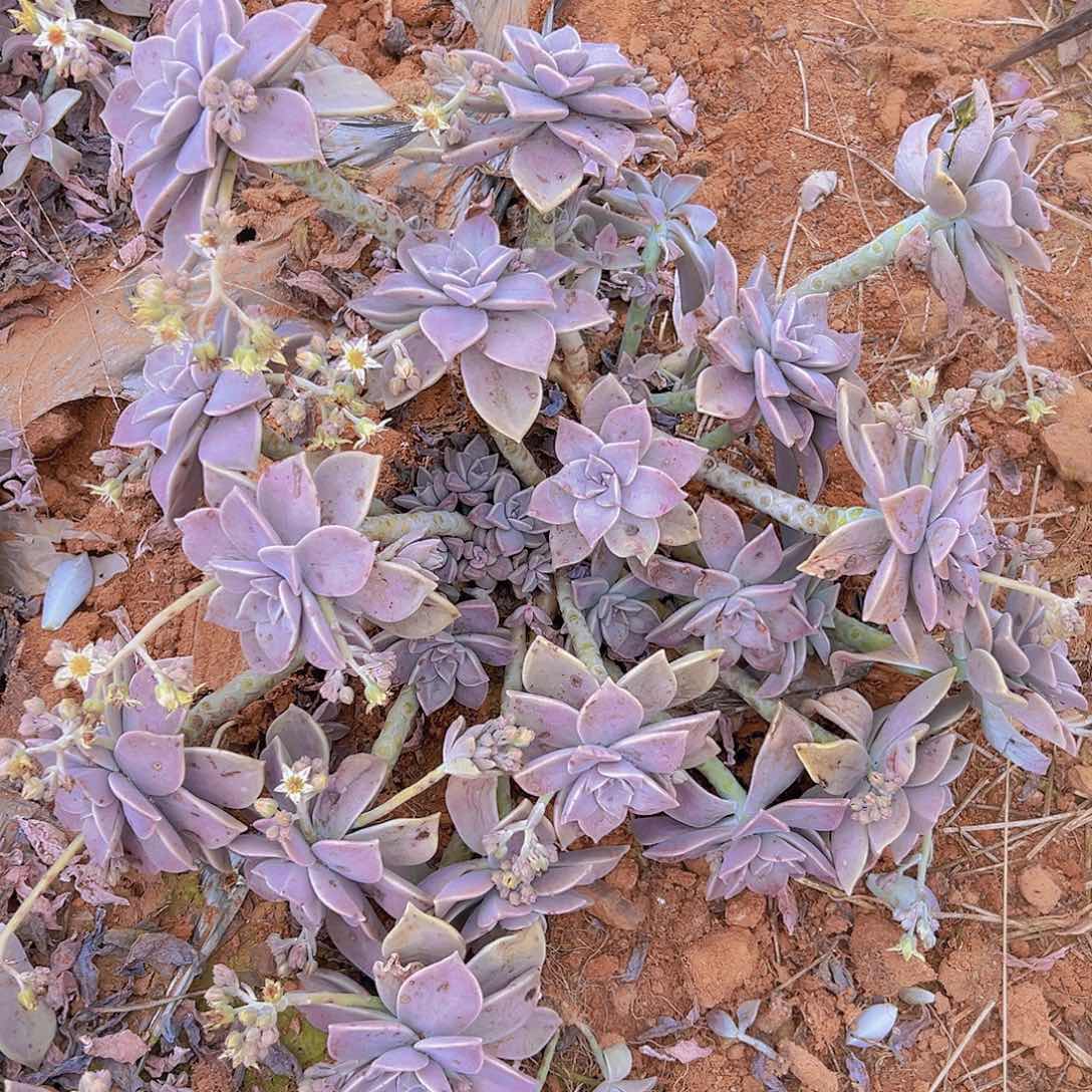 胧叶多肉 轻微断枝不售后