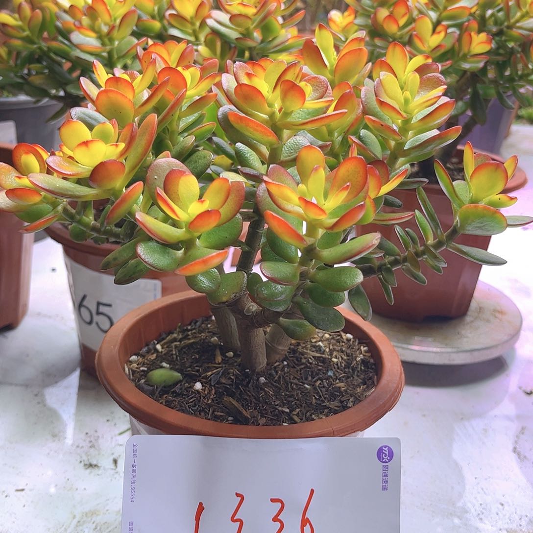 姬红糖果摇钱树1336号