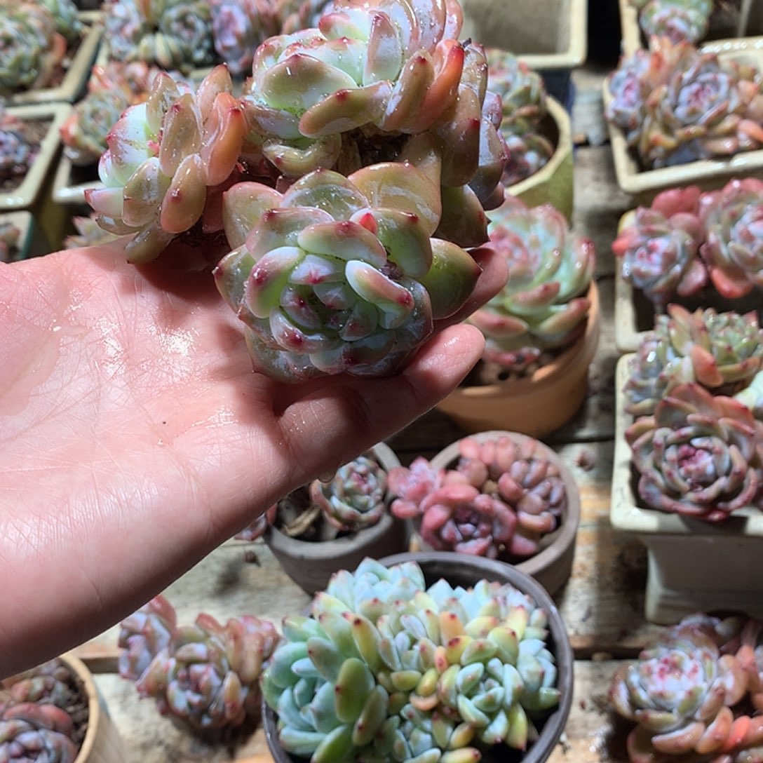 无砍哈哈哈哈哈哈哈哈8