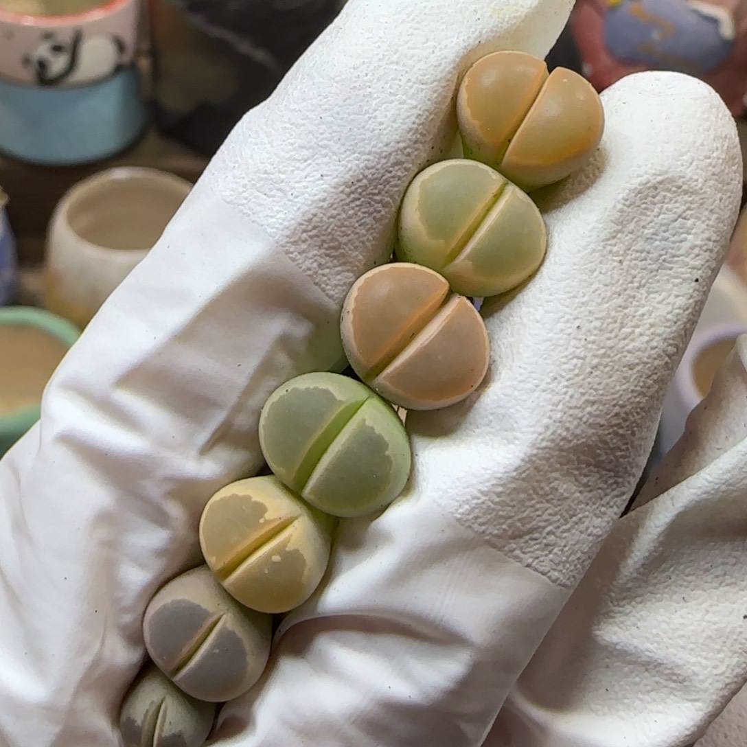 12.28. 橄榄. 9047有腿.福利