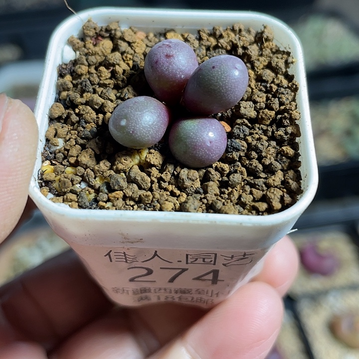佳人园艺多肉生石花紫葡萄274