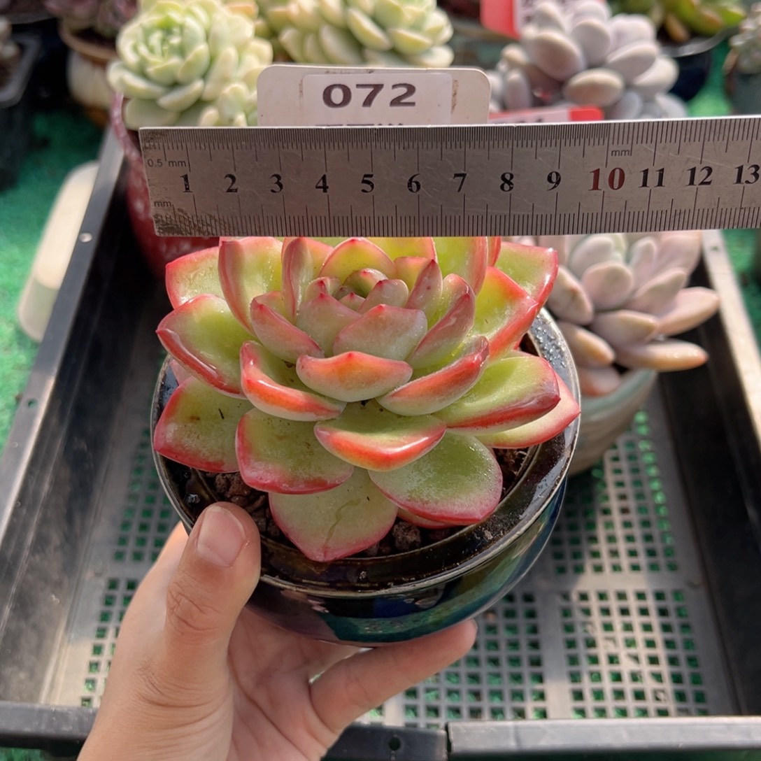 表妹精品多肉植物072: