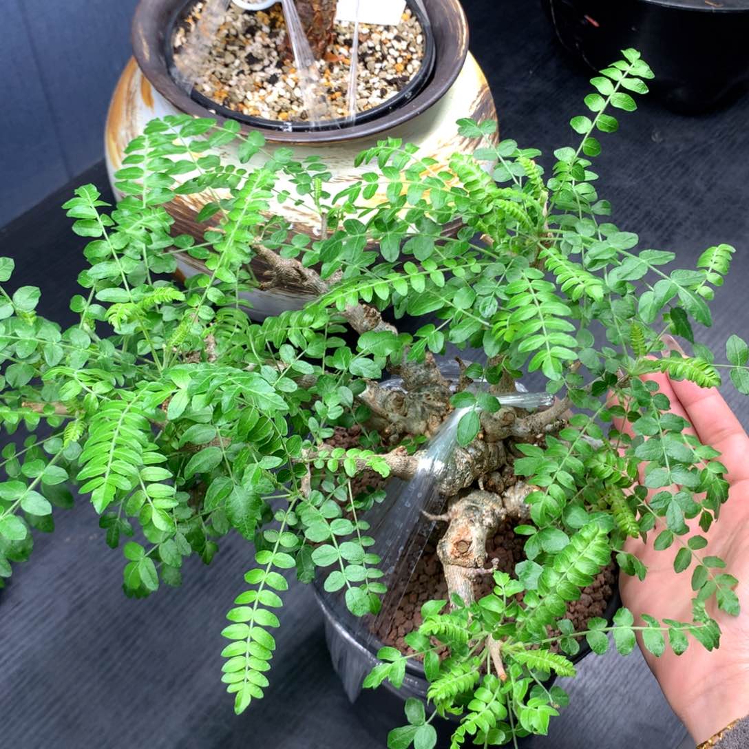 尼勒达乳香产地熟桩养定