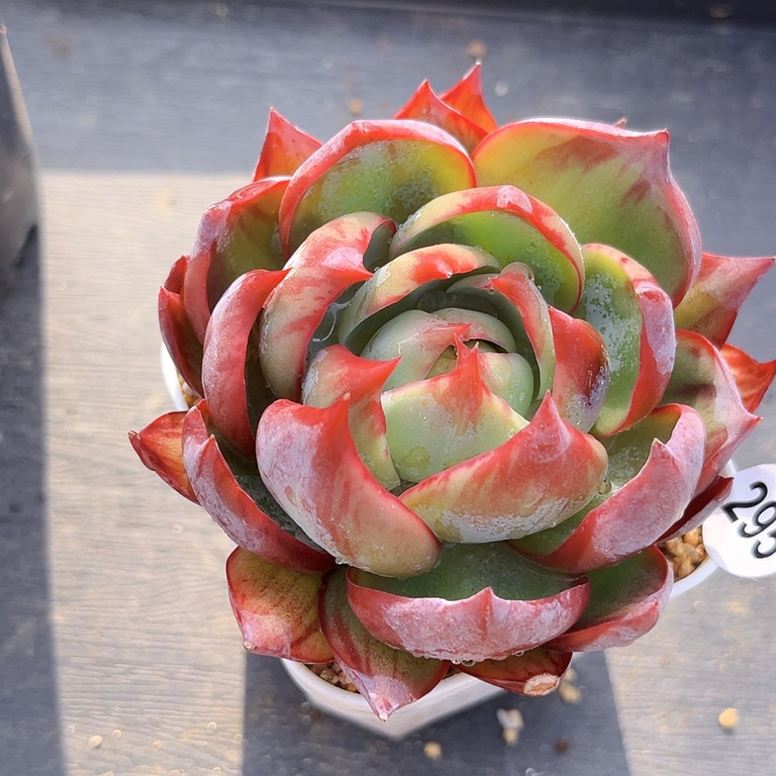 295 惊鸿仙子 满18包邮 