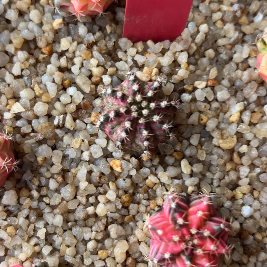 猪***猫56-1219泰国发货多肉