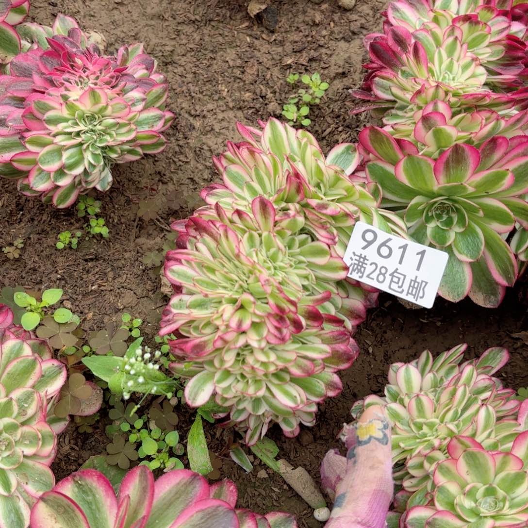 G. 9611倾城缀多肉