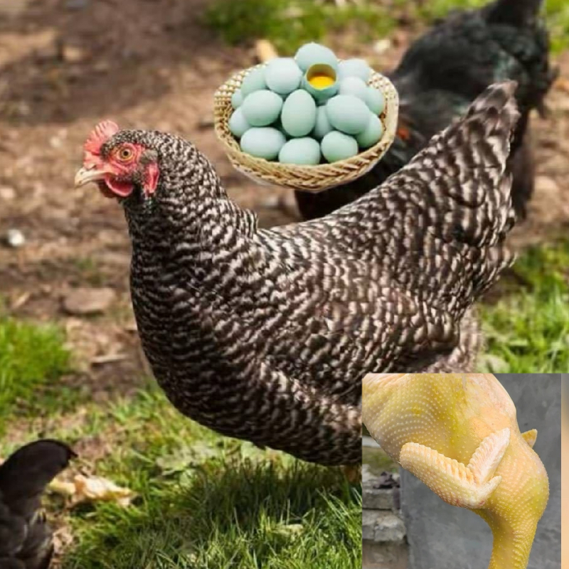 芦花鸡青年大鸡整鸡现发，顺丰包邮