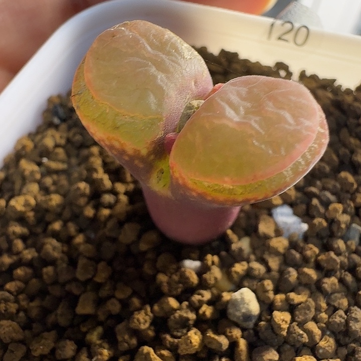 多肉.....120......脱土 