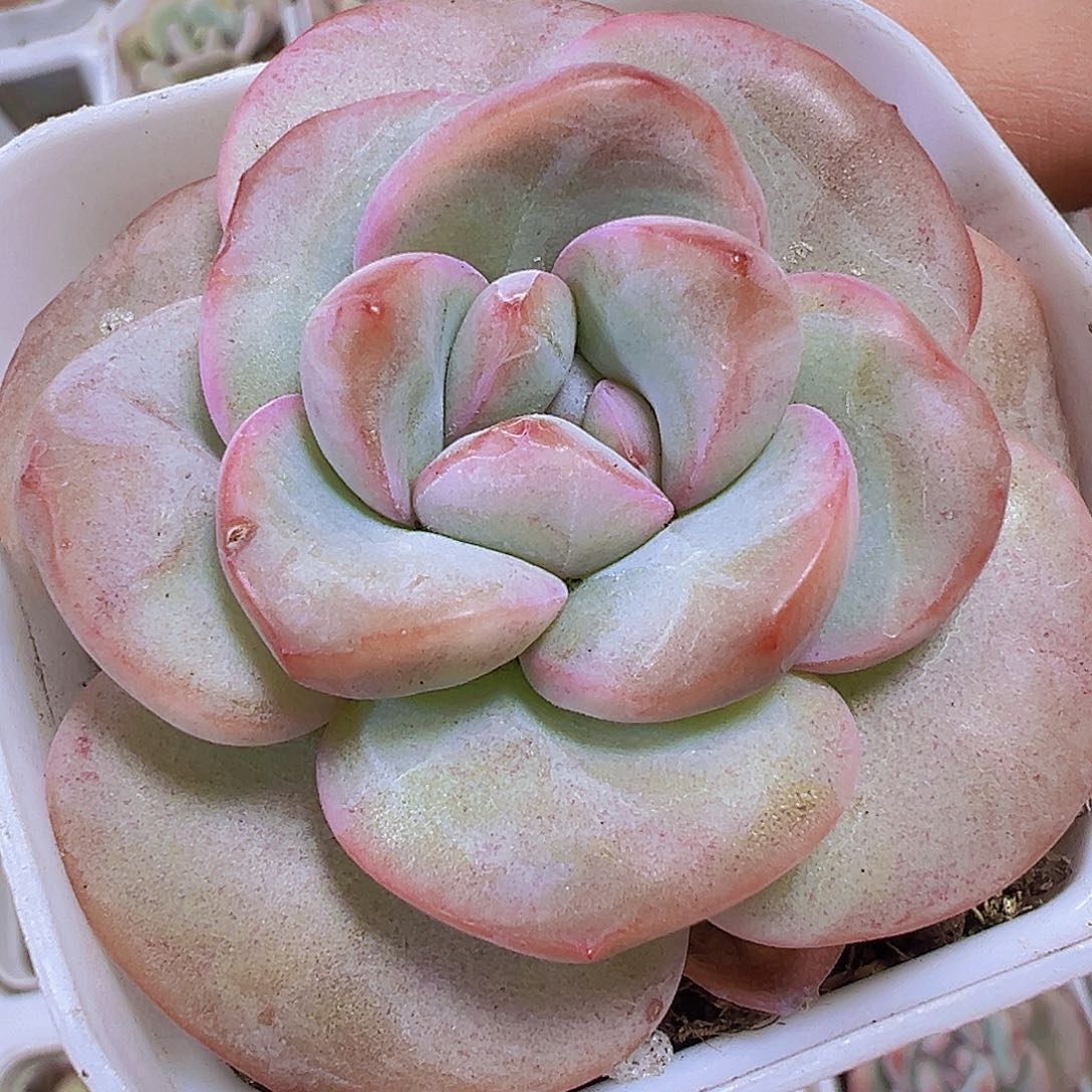 胖子奶油泡芙19包邮
