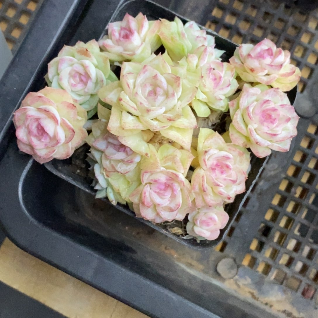 精品多肉一物一拍不包整164