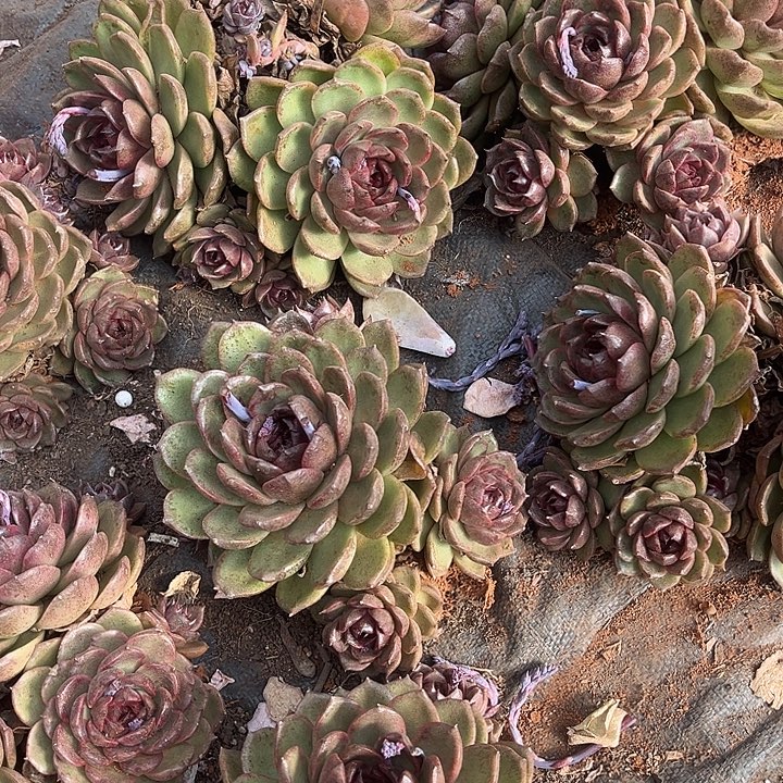 紫水晶9.99多肉植物