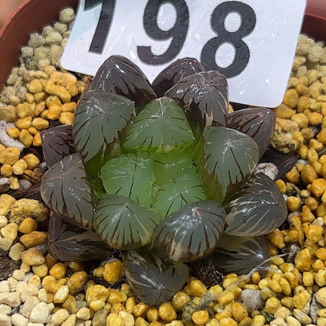 地泉锦十二卷多肉植物
