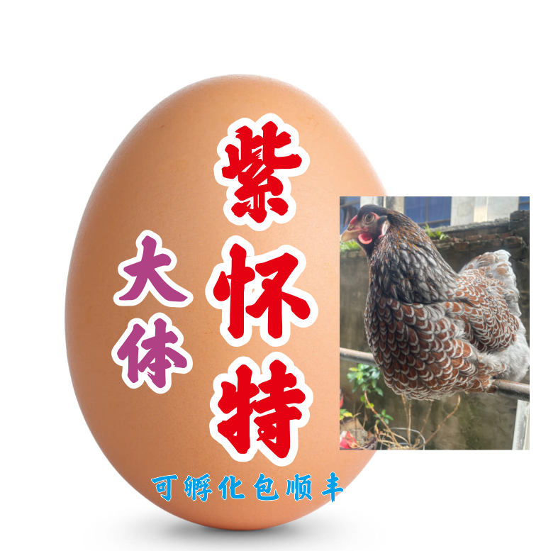 进口欧血基因大体紫怀特鱼鳞鸡蛋