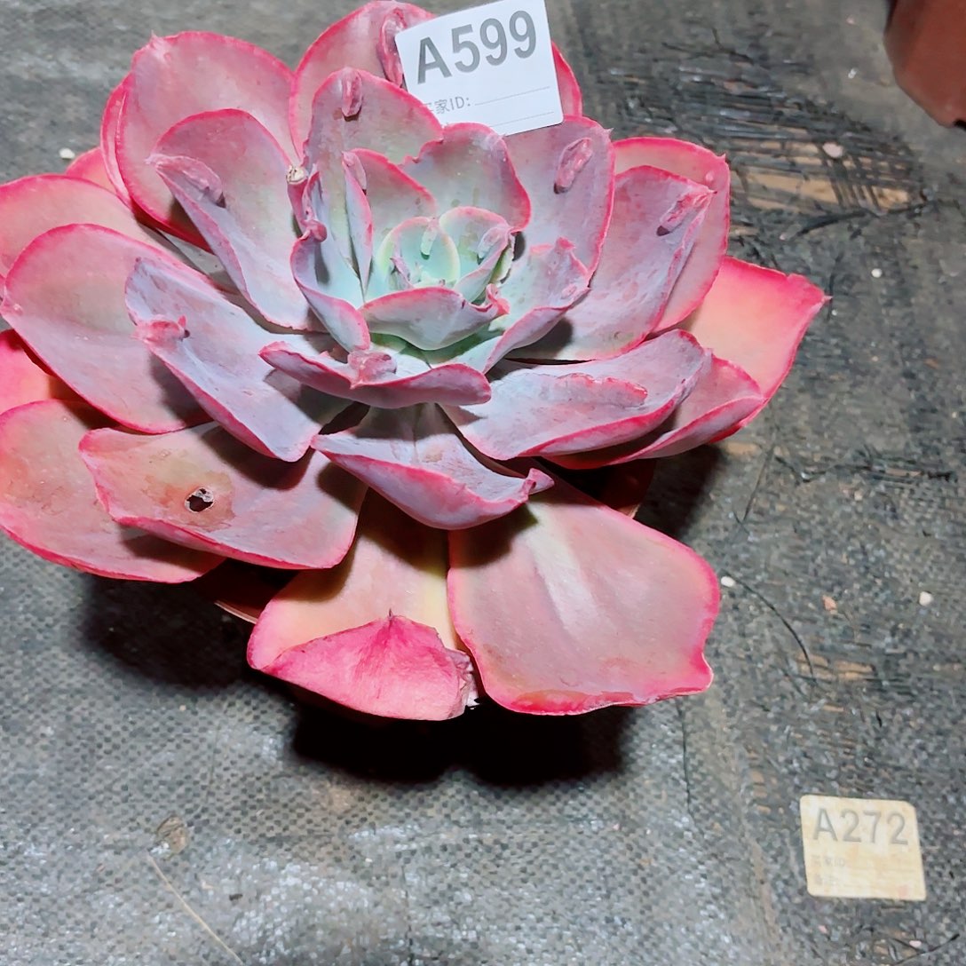 用***5天空之城多肉植物599