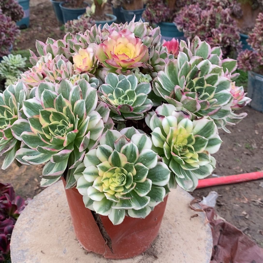 多肉植物二号海王