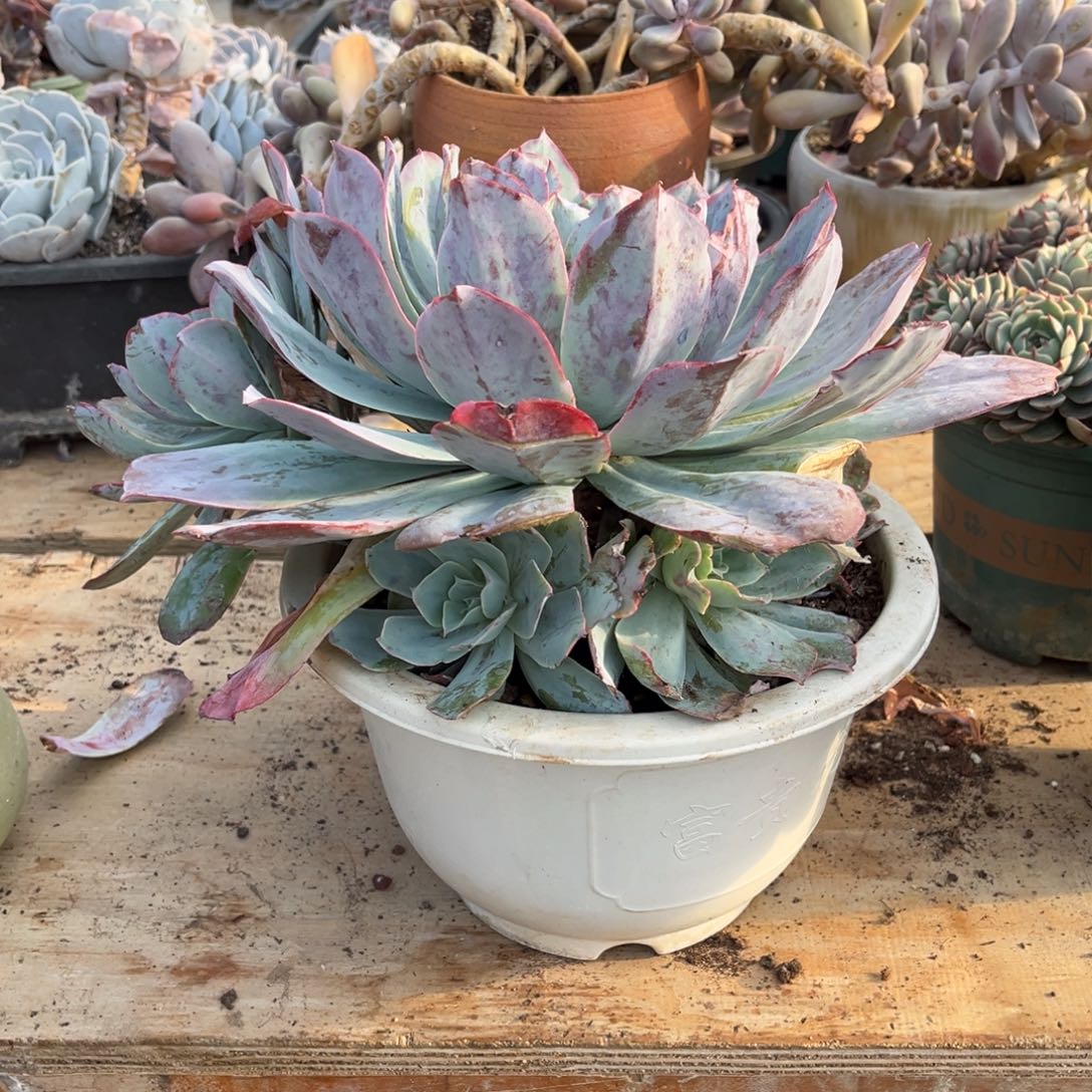 大部分开放少量花苞广寒宫手捧五加一官服30