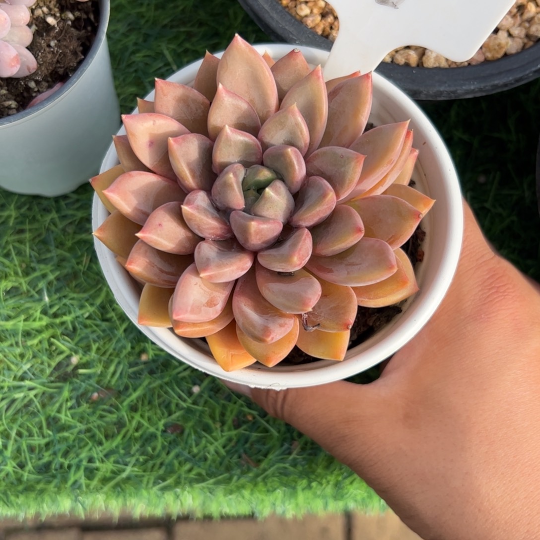 单头红象牙多肉植物保护