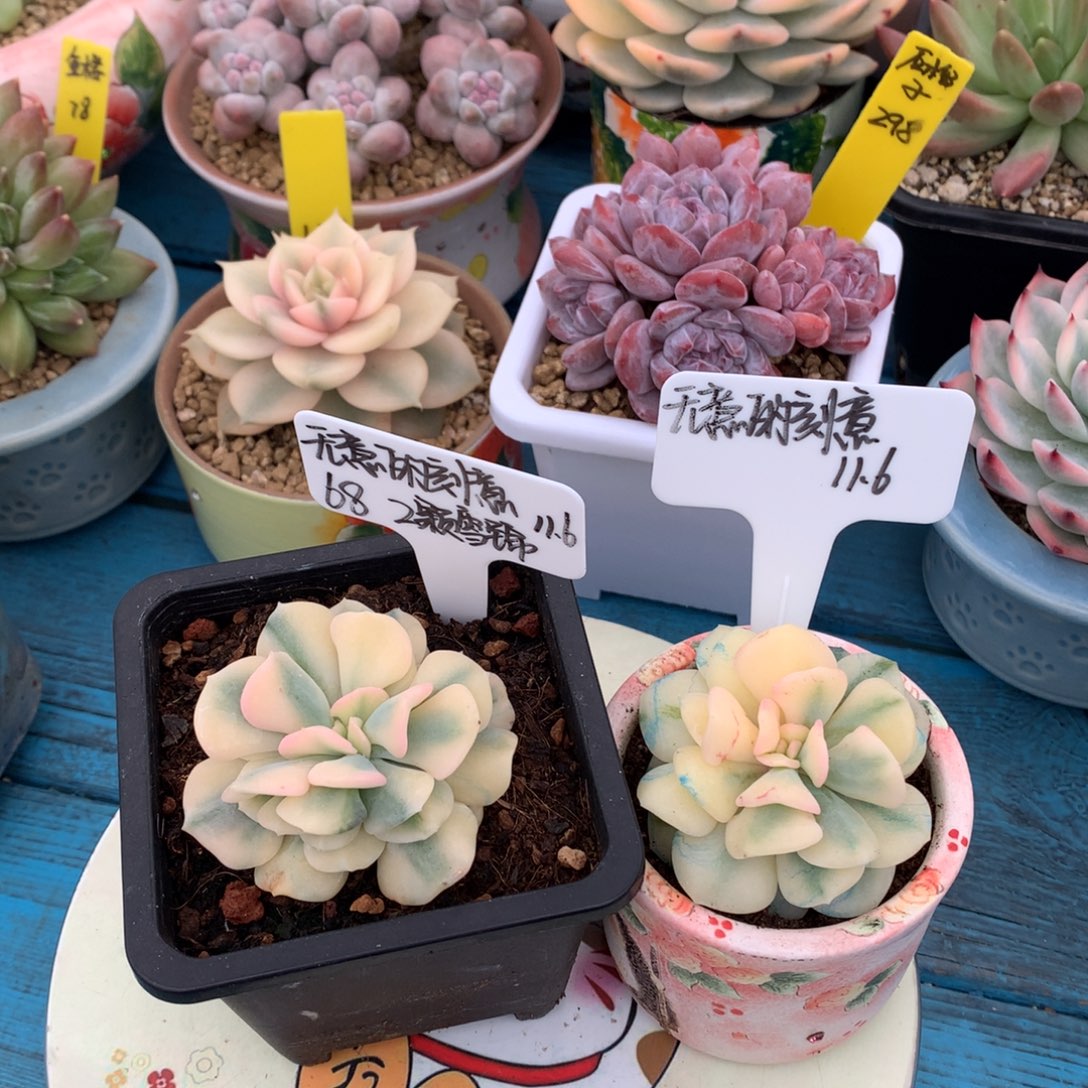 无***意我们家的小仙女们