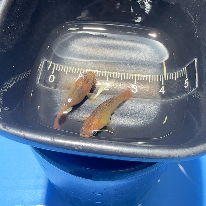 青鳉鱼65号拍品黑鳞球球种鱼