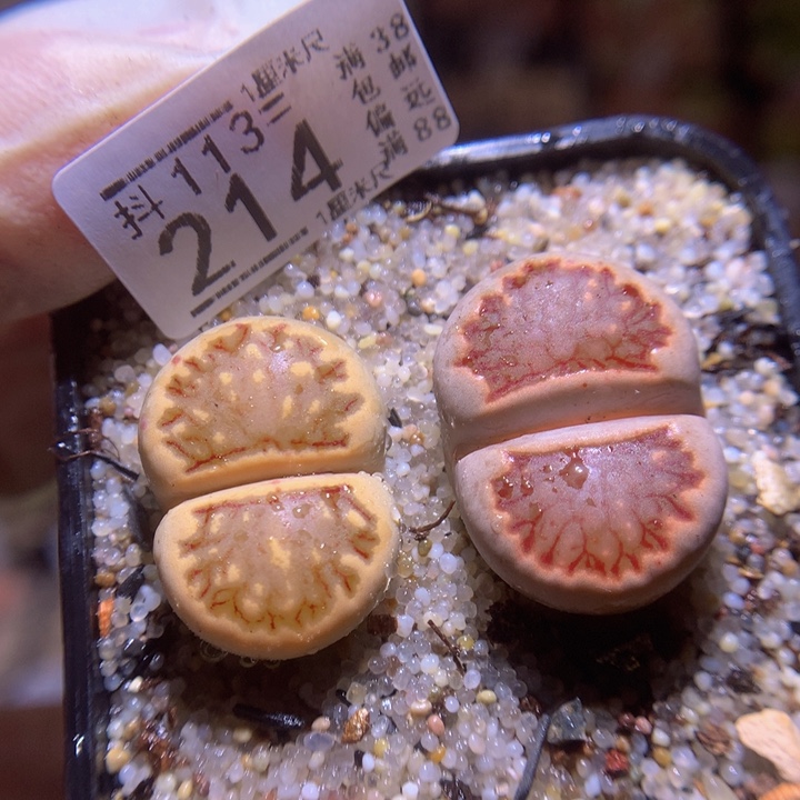 精品生石花113.214