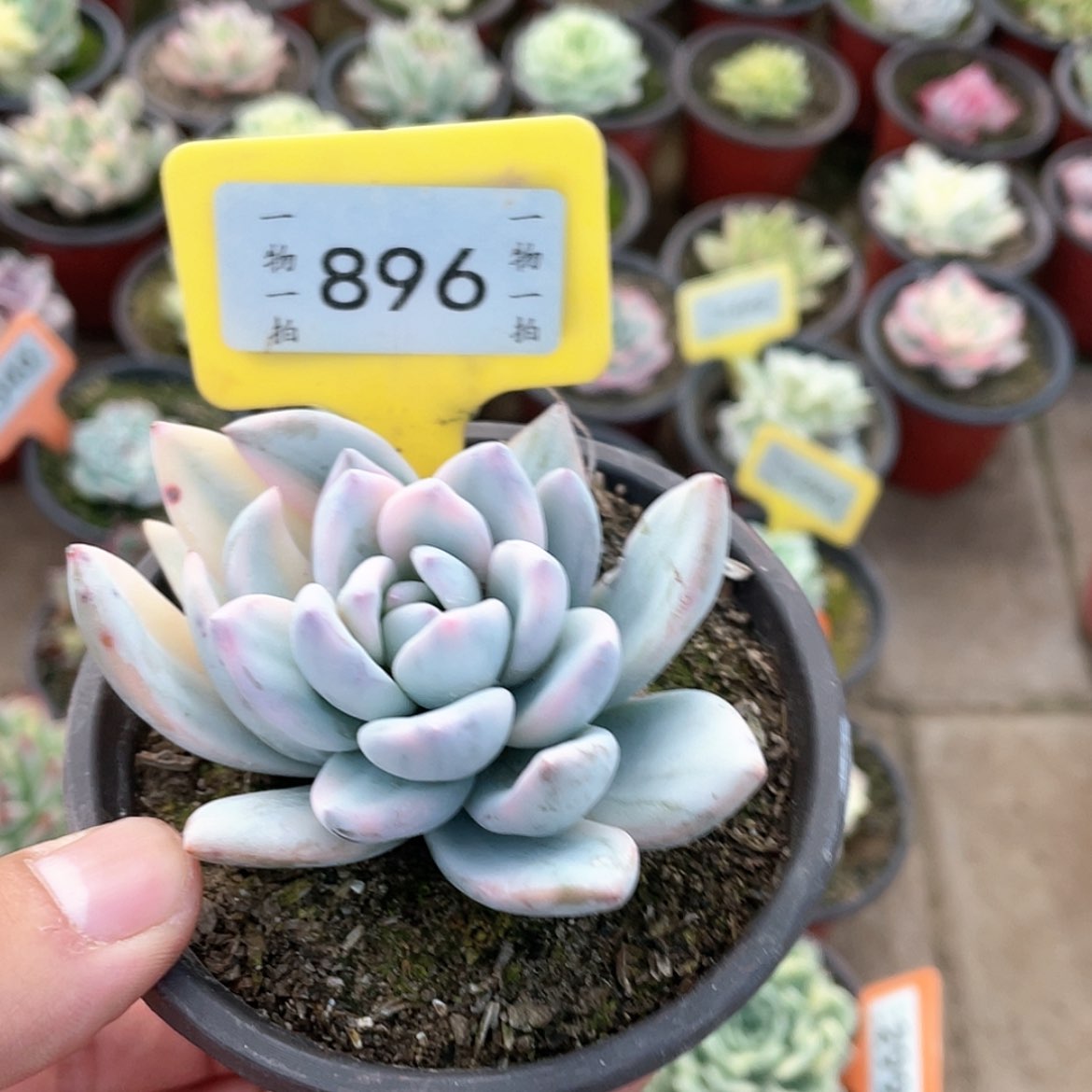 【闪购商品】896号