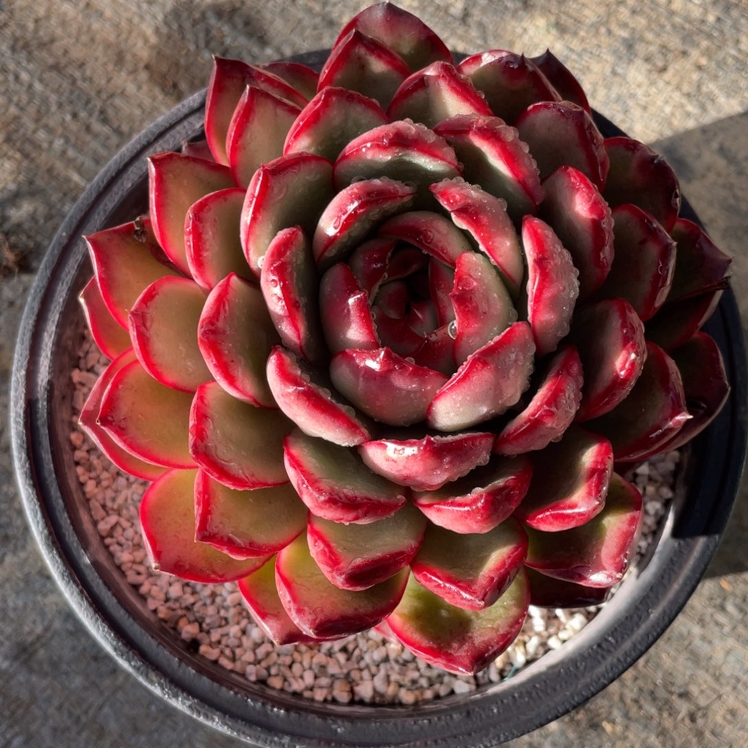 用***2多肉植物盆栽多肉植物