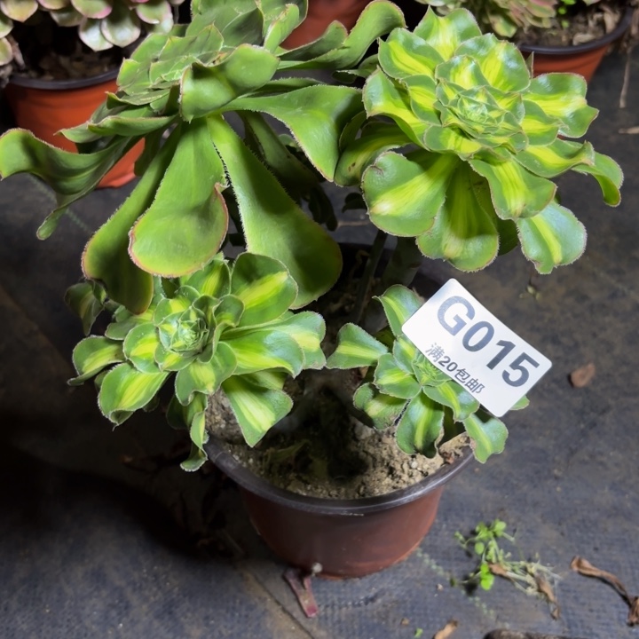 碎啦，，，，，，015暴君