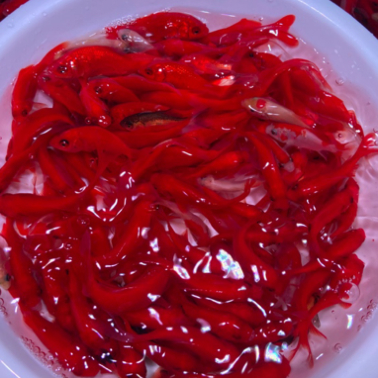 【冷链包邮】火焰红草金鱼 多彩混色  冷水观赏鱼 好养耐活渔场直发