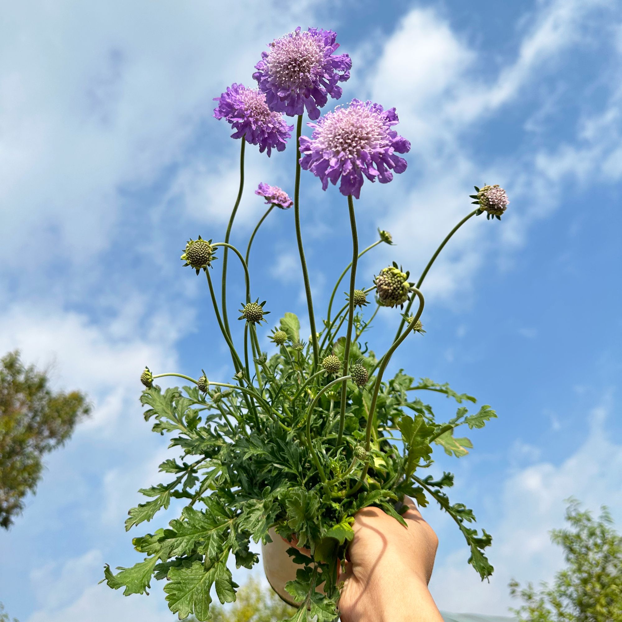 蓝盆花 耐寒盆栽观花植物多年生草花爆盆阳台球形开花