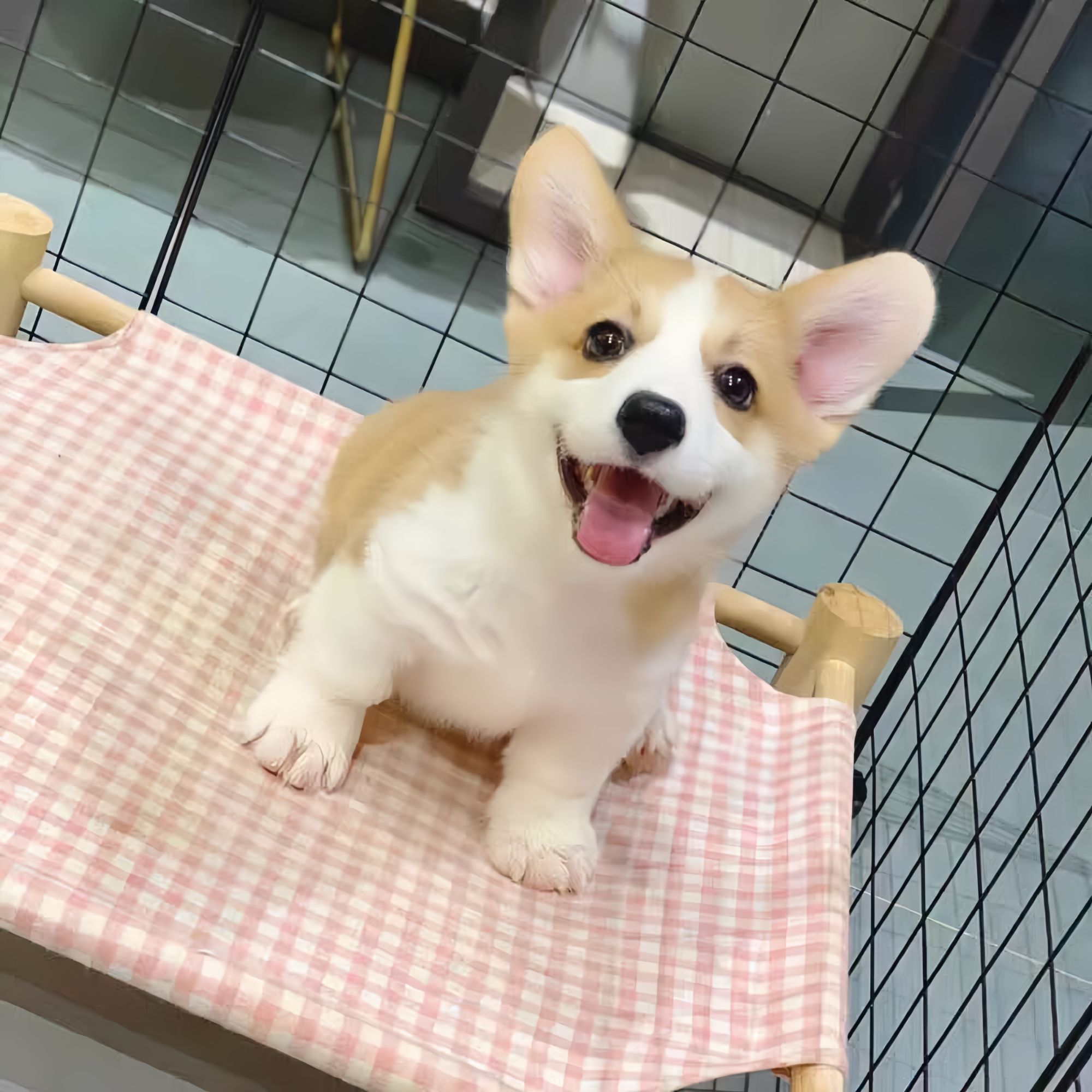 万里95李恒柯基幼犬两色双色三色小短腿柯基犬宠物