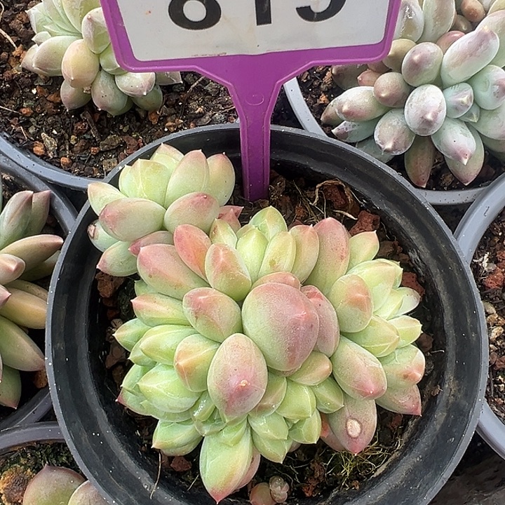多肉植物一物一拍819