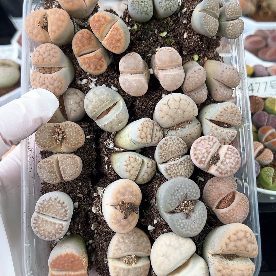 好养易活生石花大母本0347