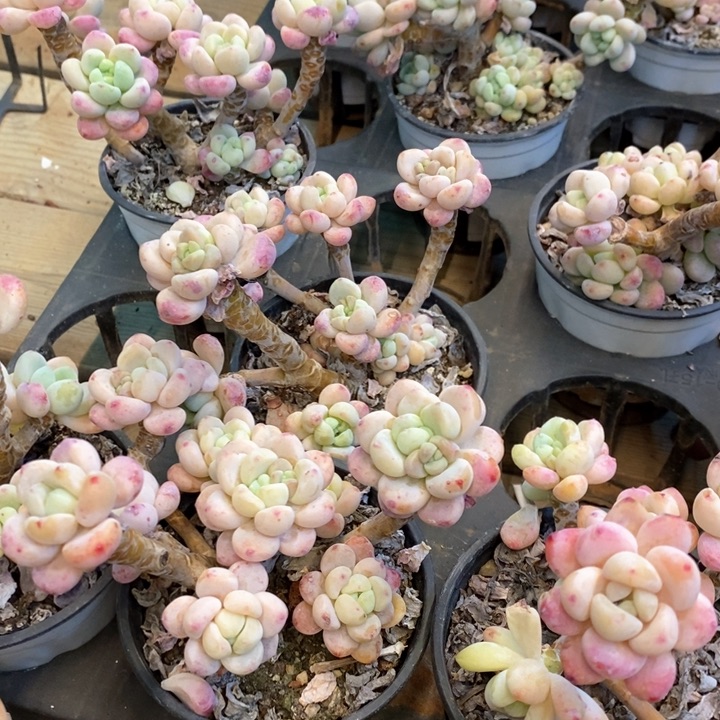 168。樱花罗琦。群生。