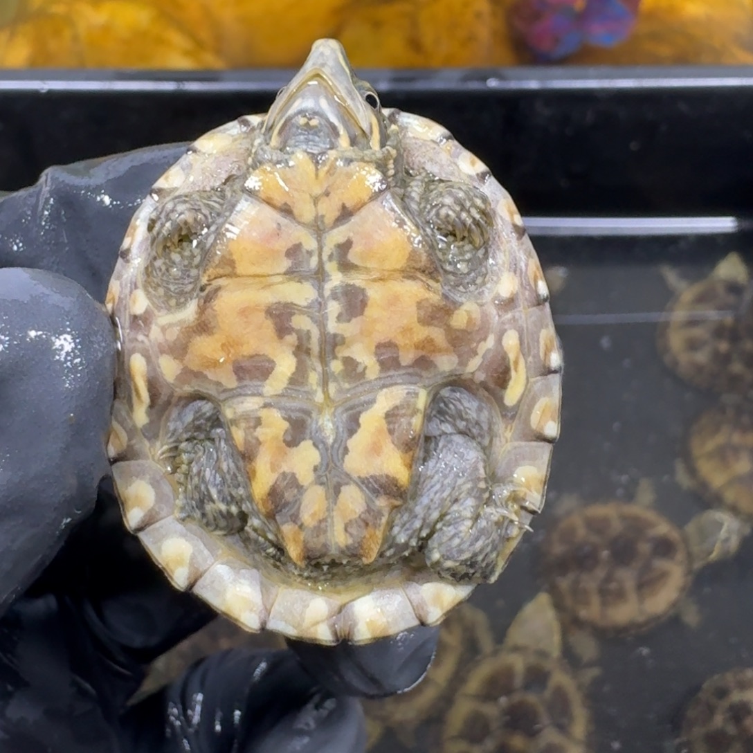 蛋龟不分公母麝香