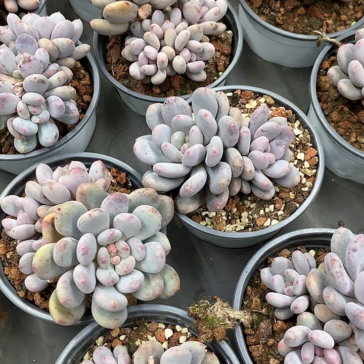 34。香香雪。双头起。