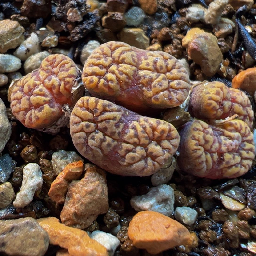 2541多肉植物种类多样