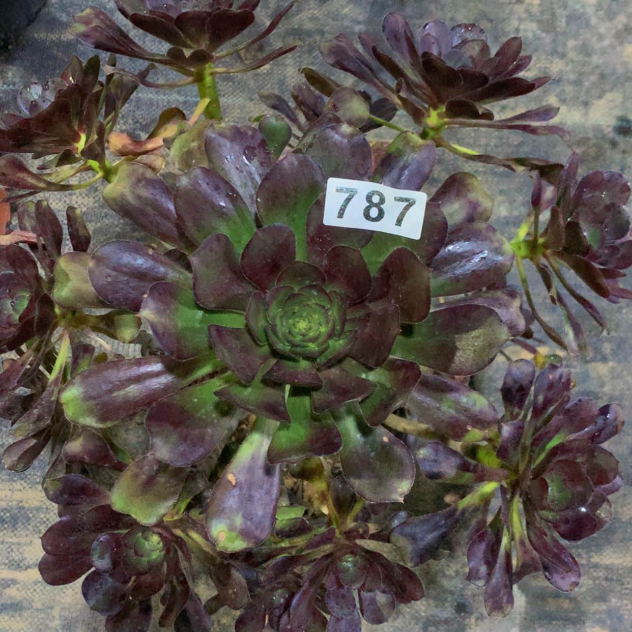 【闪购商品】787园叶酒杯多肉