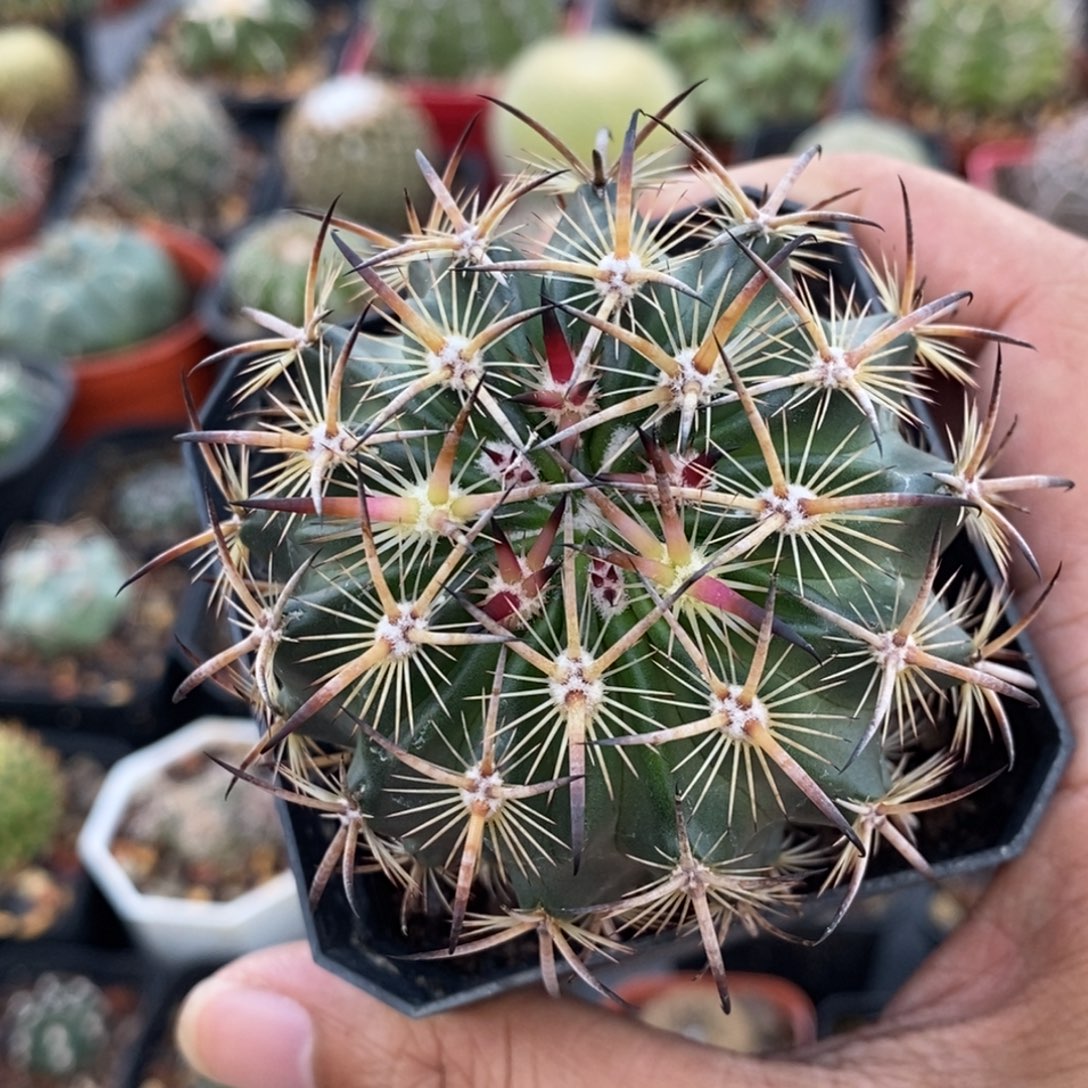 植播园艺优选虎爪玉