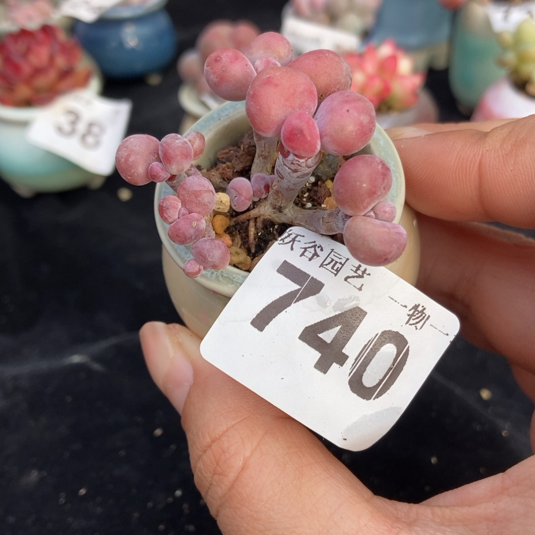 740糖果腰子蛋带盆土