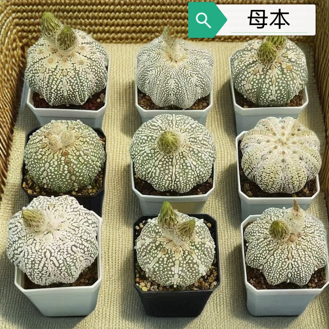 实生奇迹兜仙人球小苗母本优秀6颗优选小苗【直播专属链接1号】