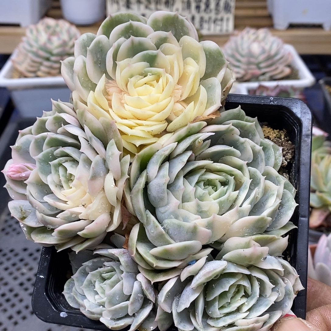 01221 昂斯诺锦 5 头