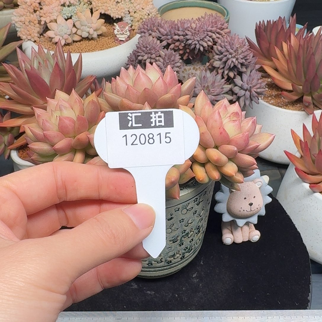精品多肉植物120815
