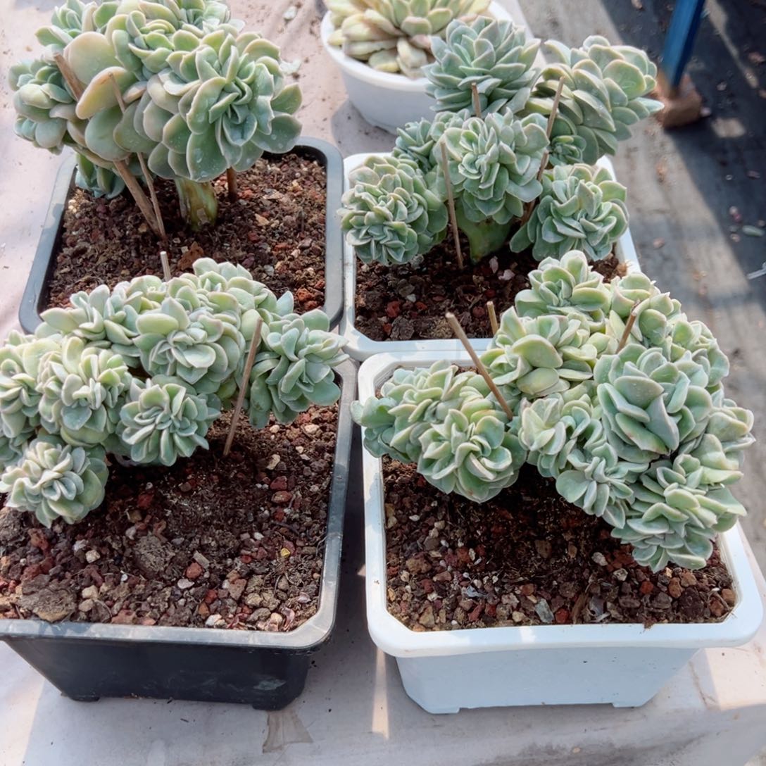 可爱玫瑰缀化多肉植物