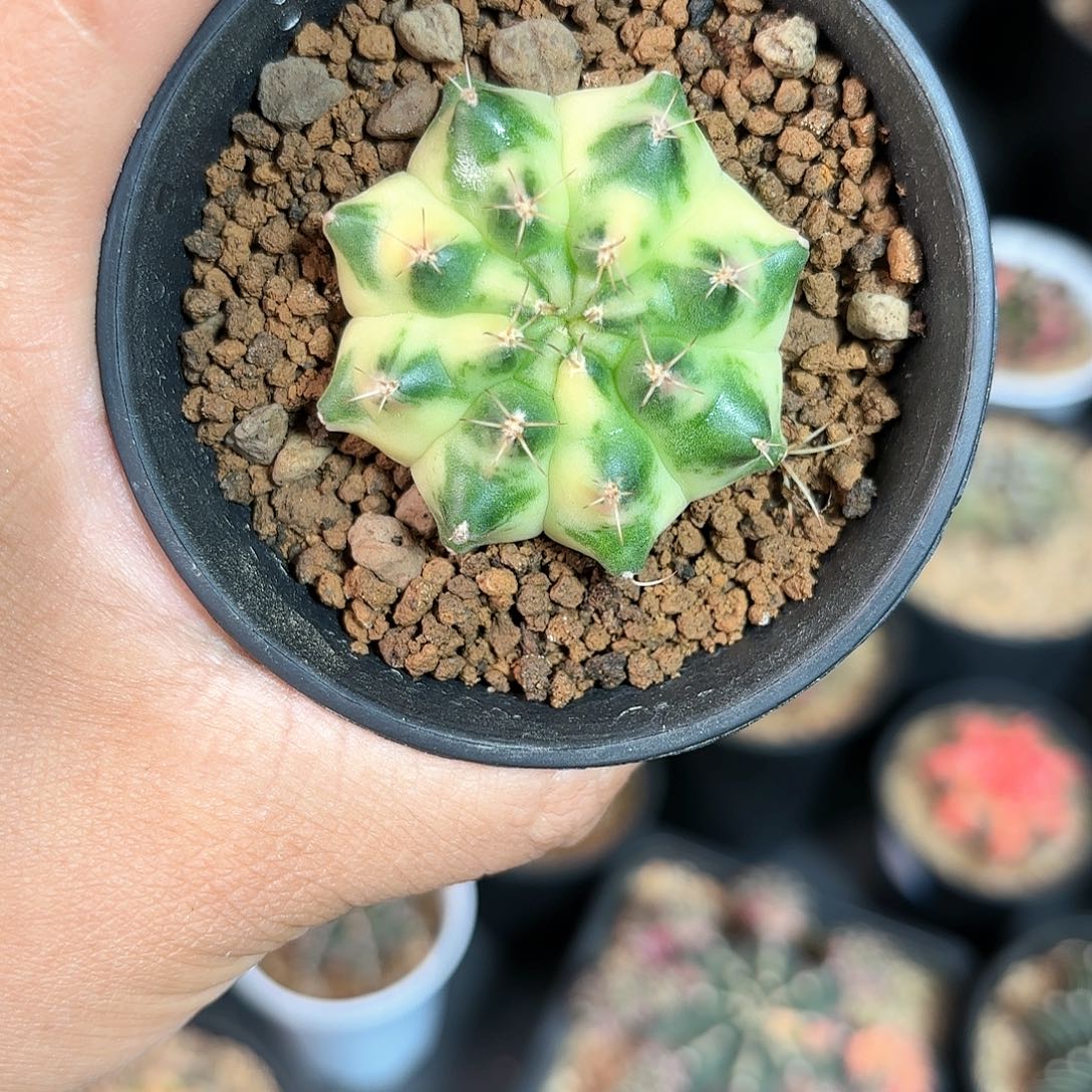 泰系米哈仙人球10号