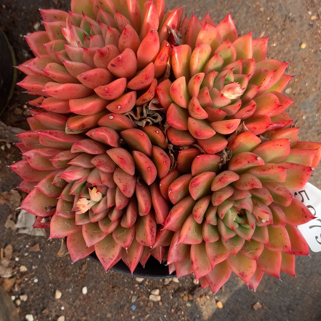 5979杂交多肉老桩