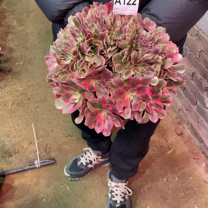 ****5粉女郎122多肉植物