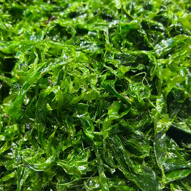 大连当地海菜4斤（包包子，下汤，特别鲜）大连发货 顺丰包邮！