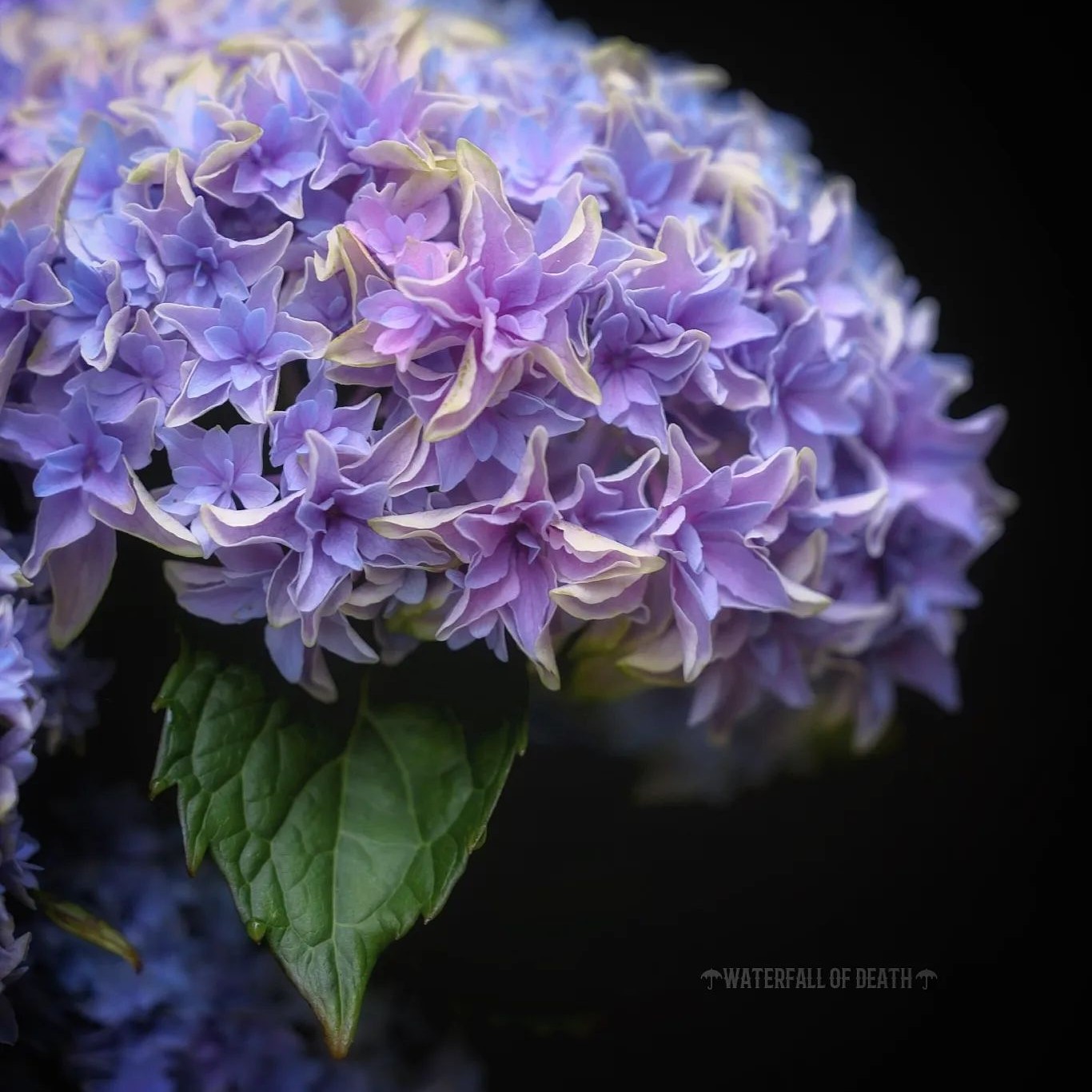 日系绣球花加茂园艺角宿一2加仑